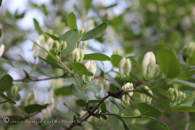 5-13 wild honeysuckle 1