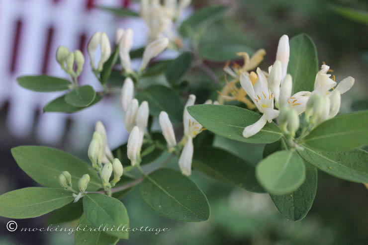 5-13 wild honeysuckle 2