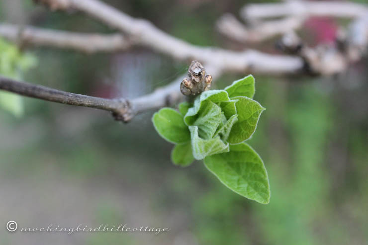 5-14 catalpa leaves