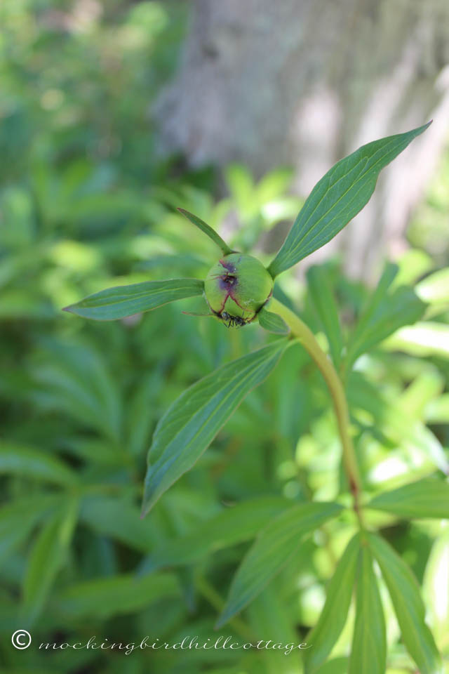 5-15 peony bud