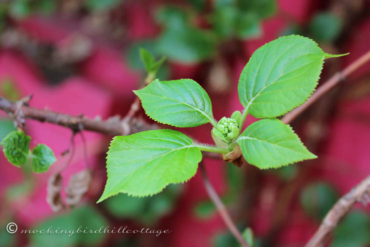 5-2 climbing hydrangea