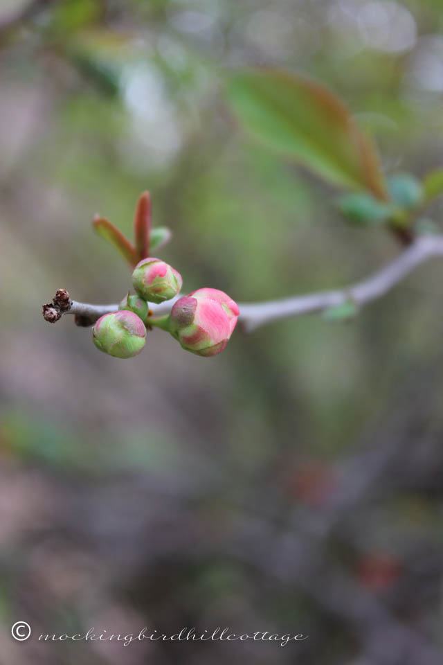 5-2 flowering quince buds