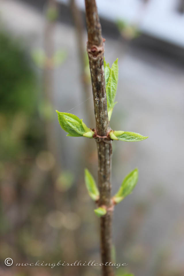 5-2 hydrangea