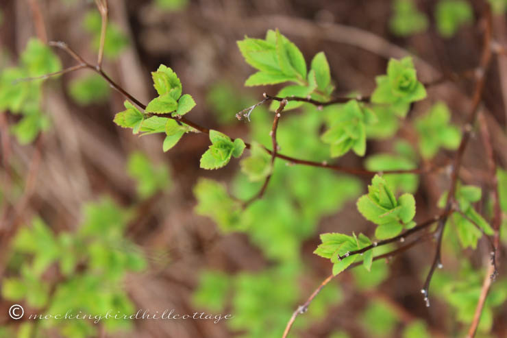 5-2 spirea