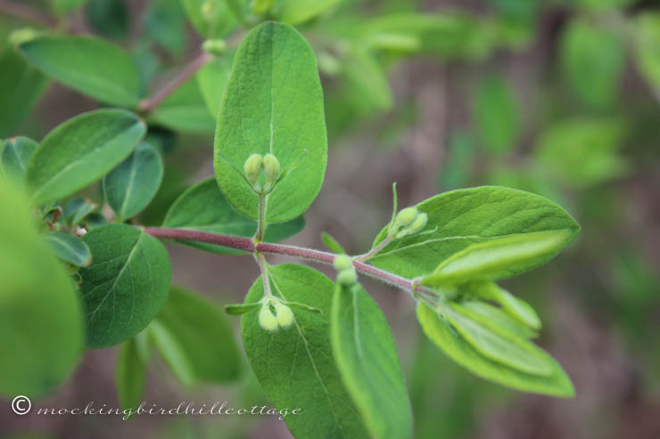 5-2 wild honeysuckle