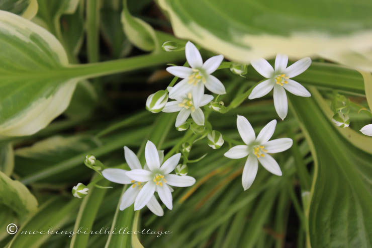 5-21 little white flowers