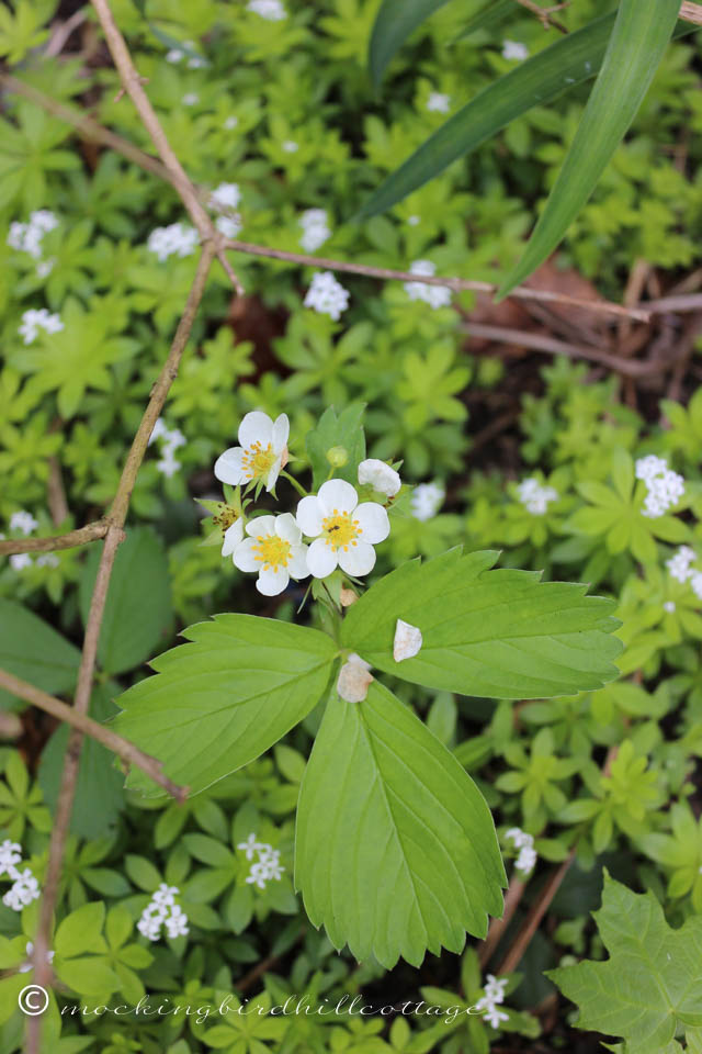 5-21 wild strawberries