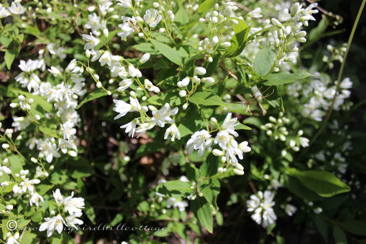 5-23 deutzia