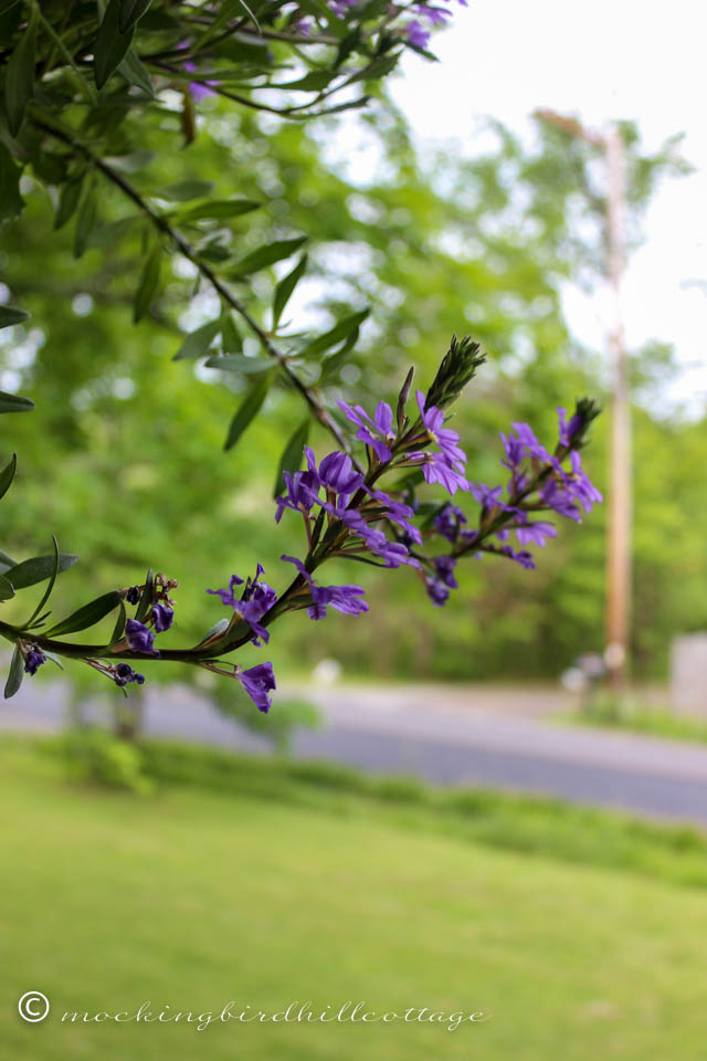 5-26 hanging plant