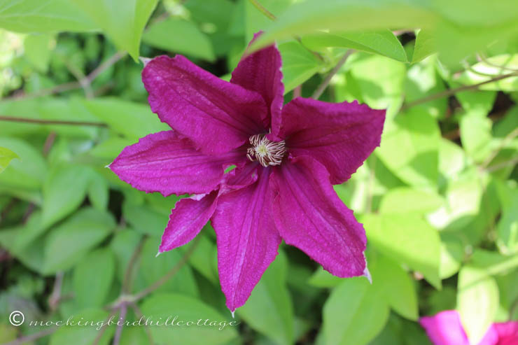 5-29 clematis