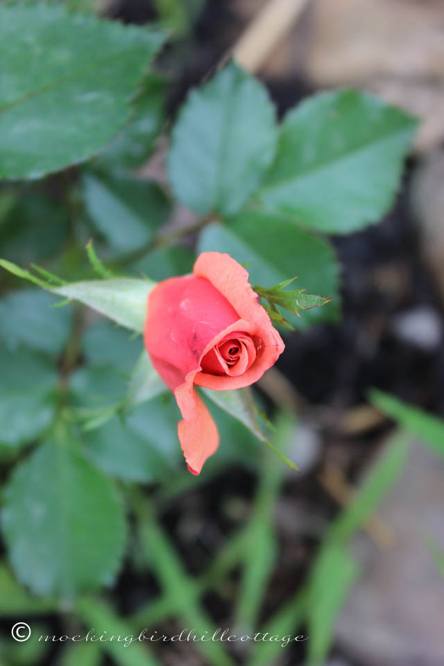 5-29 rose in bud