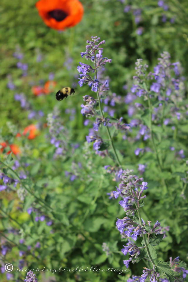 5-30 bee and catmint