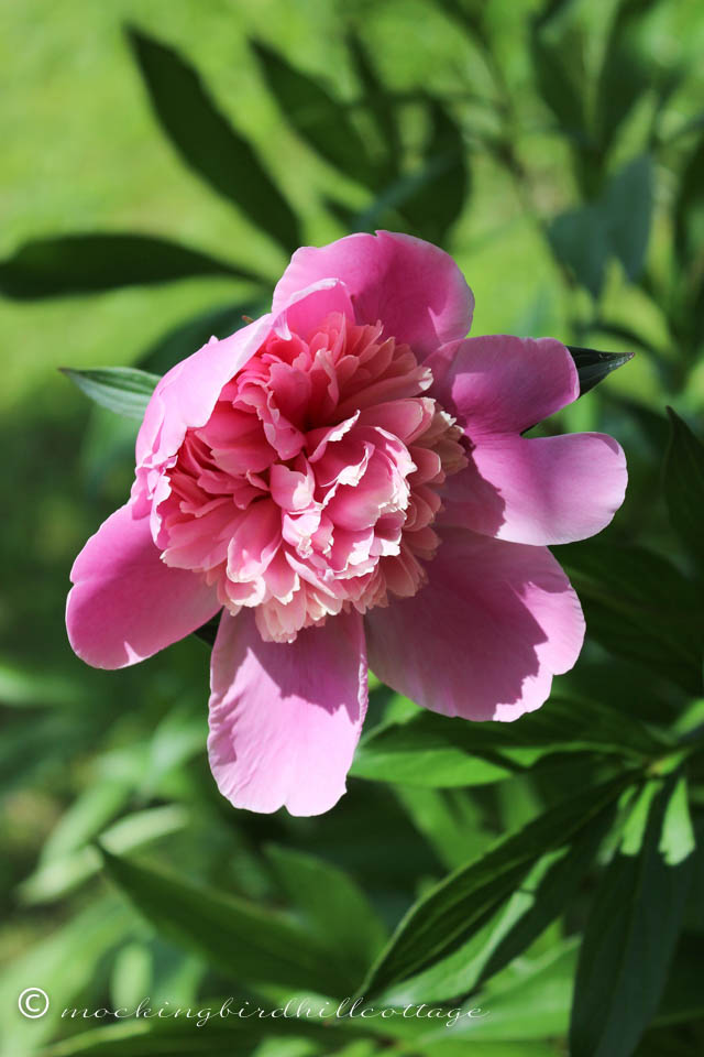 5-31 first peony 2