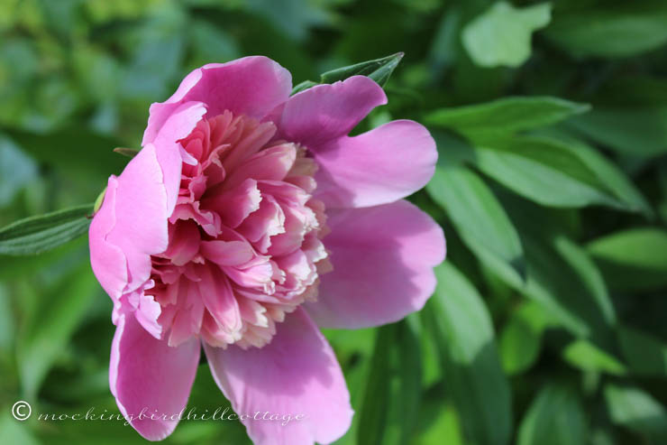 5-31 first peony