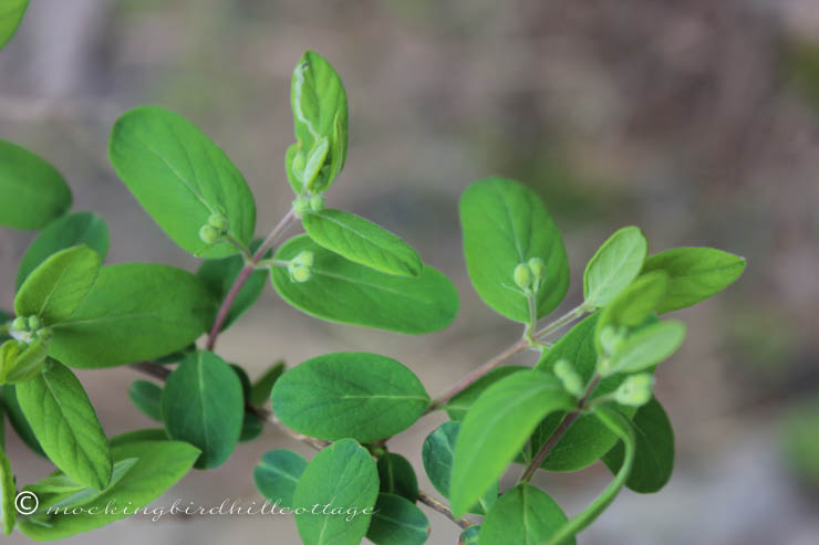 5-5 more wild honeysuckle