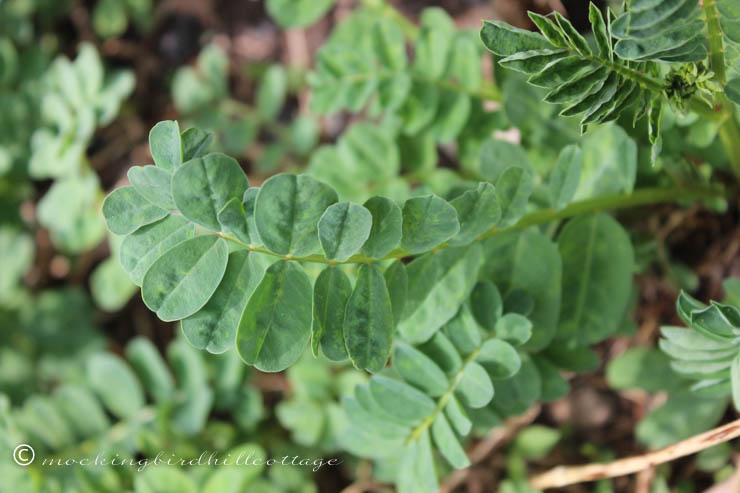 5-6 crown vetch