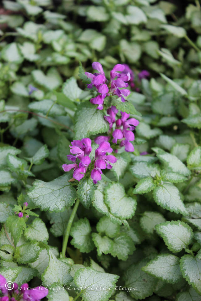 6-10 lamium