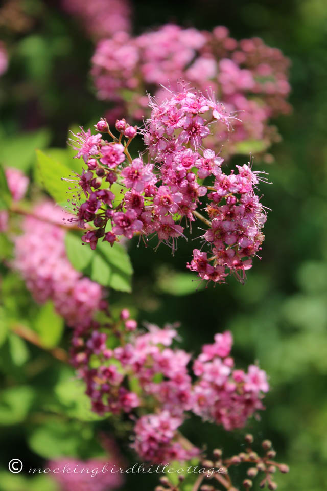 6-12 spirea 2