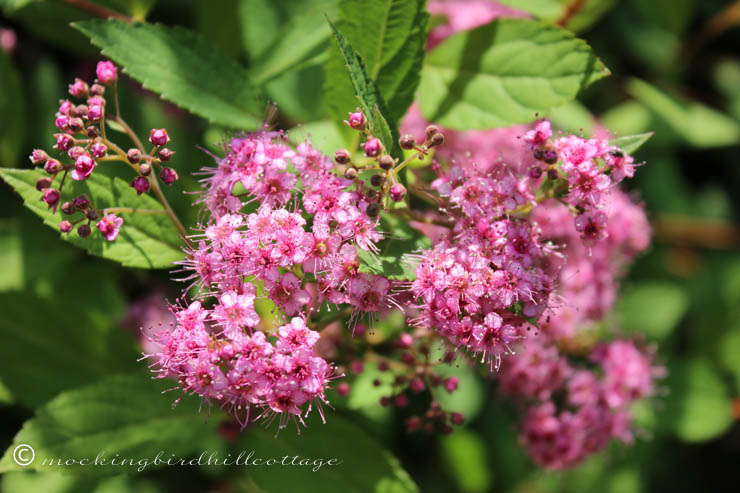 6-12 spirea