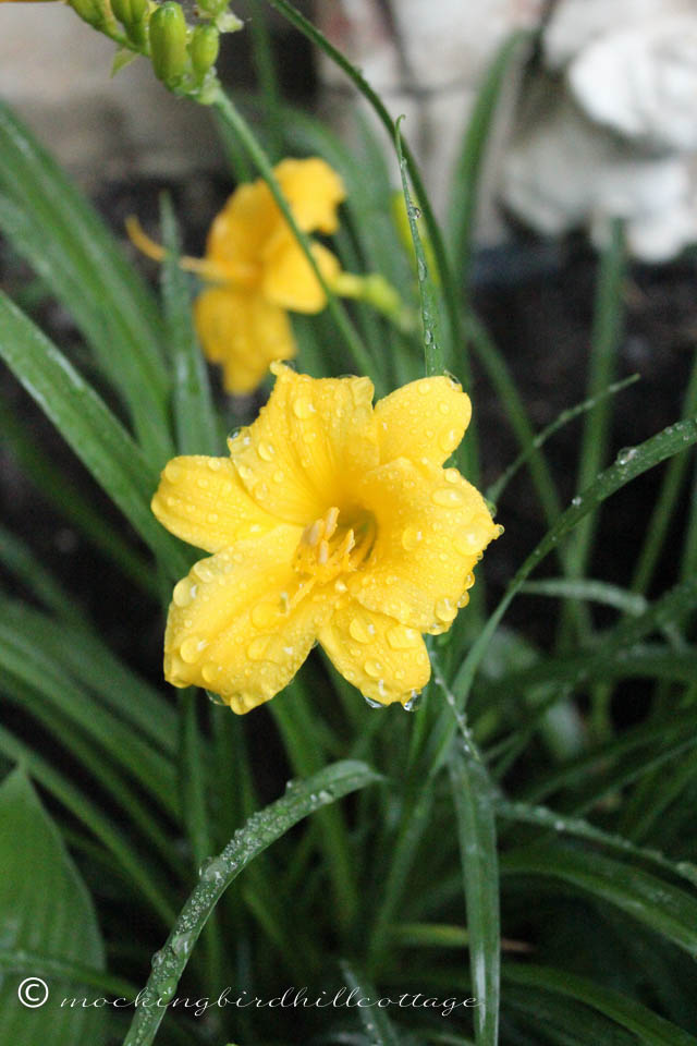 6-2 day lilies