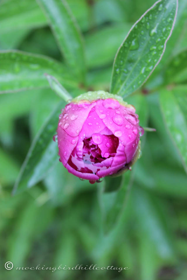 6-2 rain peony 2