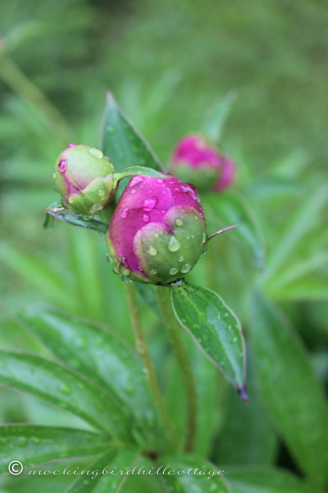 6-2 rain peony 3