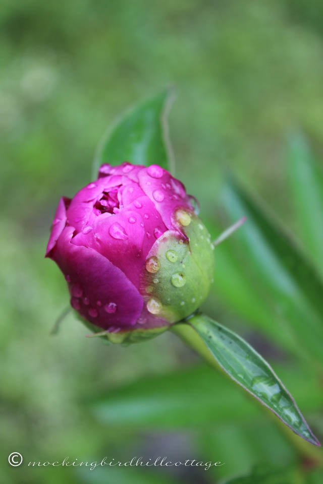 6-2 rain peony 4