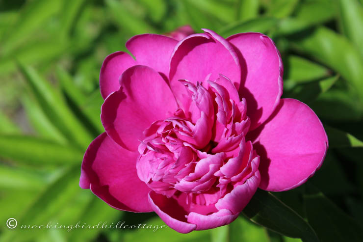 6-7 peony1