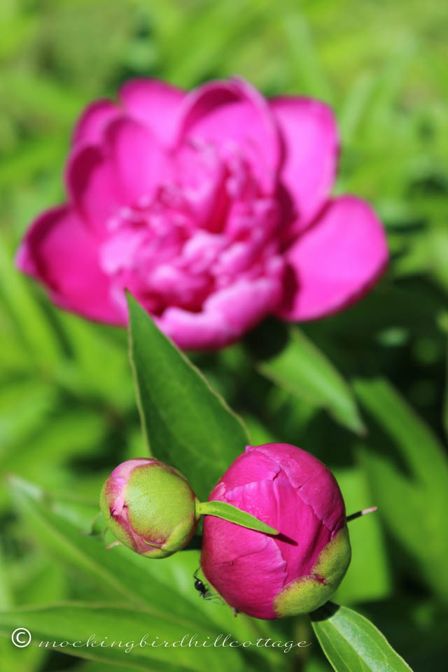 6-7 peony2