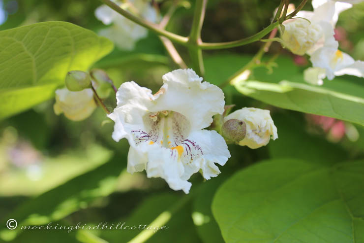 6-8 catalpa 1