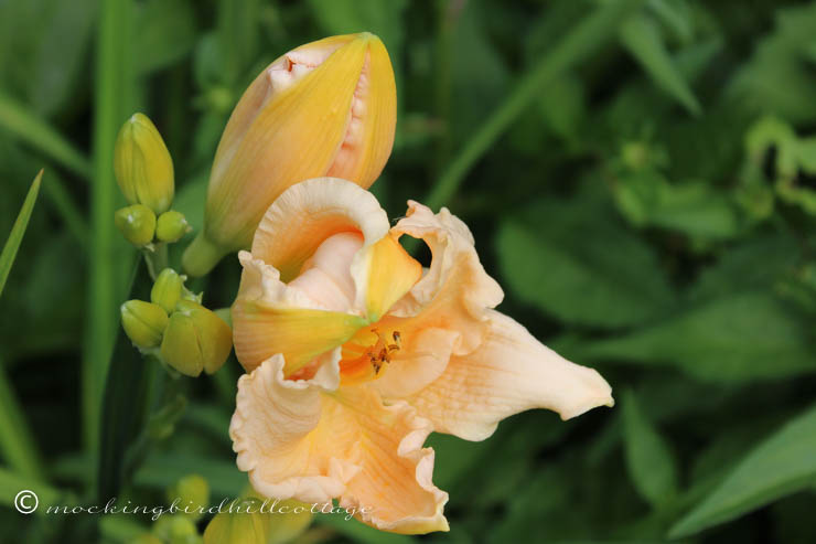 7-10 daylilies