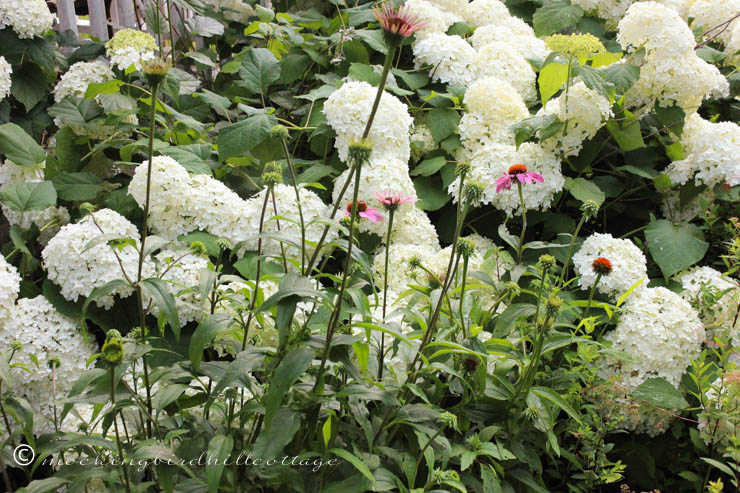 7-10 hydrangeasandconeflowers