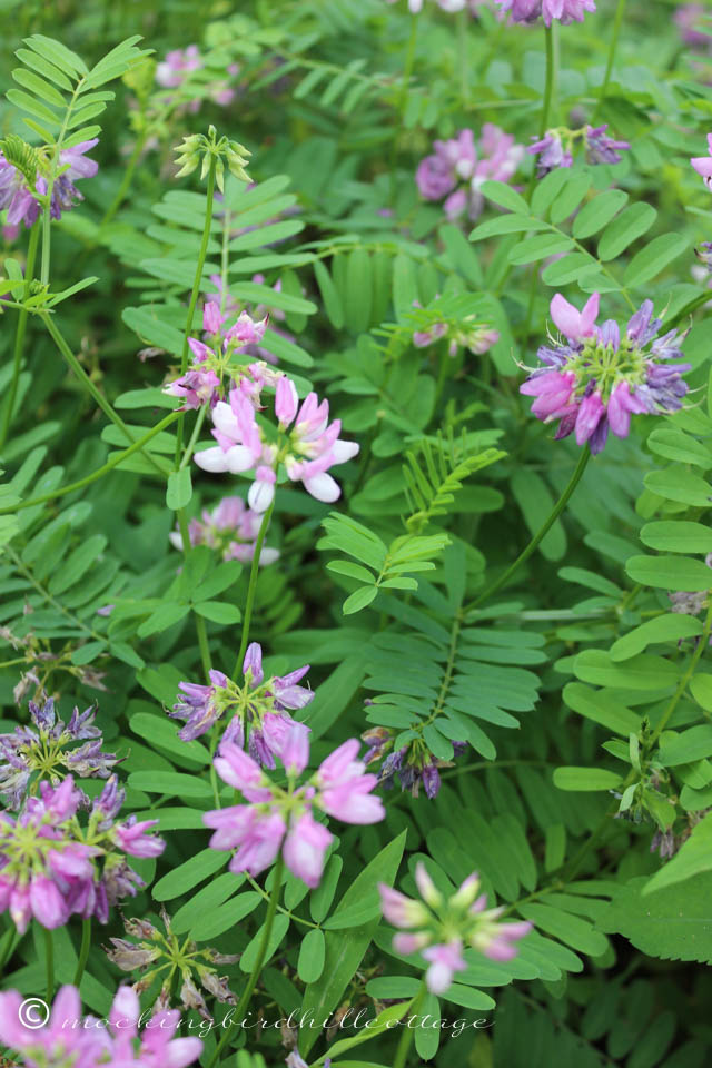 7-11 crown vetch in bloom