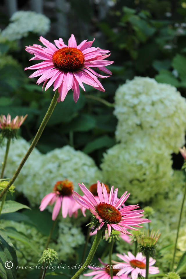 7-14 coneflowers