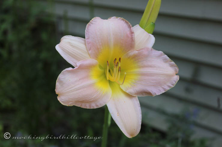 7-14 pinkish daylily