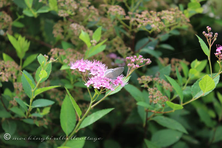 7-15 white moth on spirea 2