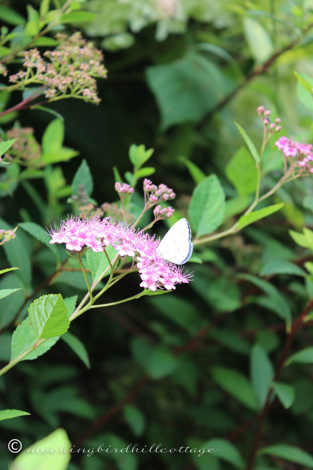 7-15 white moth on spirea