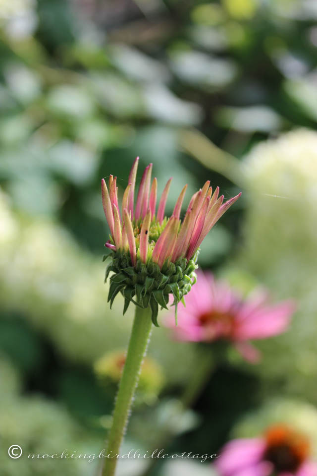 7-17 unopened coneflower