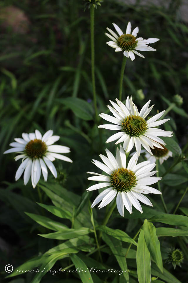 7-17 white coneflowers