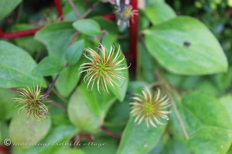 7-20 former clematis