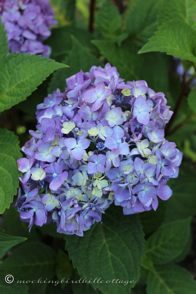 7-22 hydrangea1