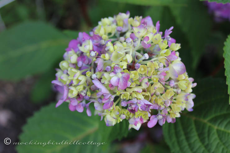 7-22 hydrangea2