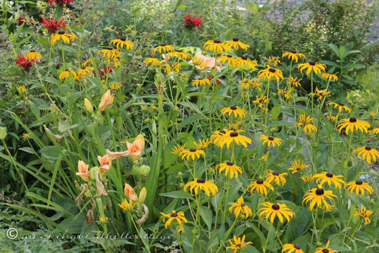 7-24 massesofrudbeckia