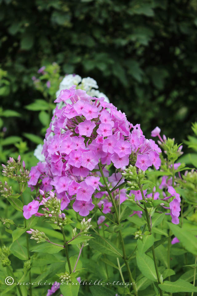 7-24 purplephlox