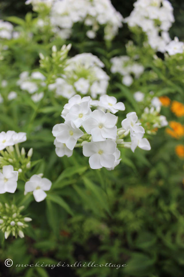 7-24 white phlox