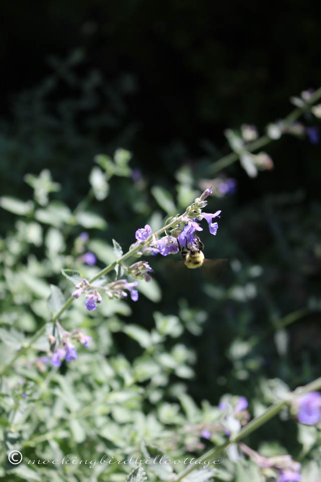 7-25 bee on catmint
