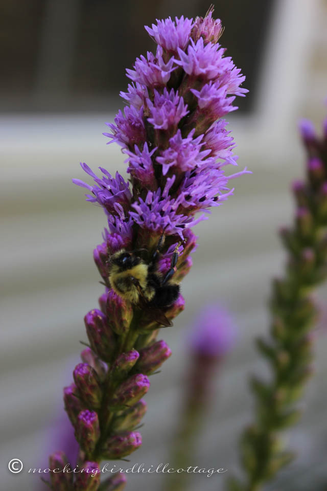 7-25 bee on liatris