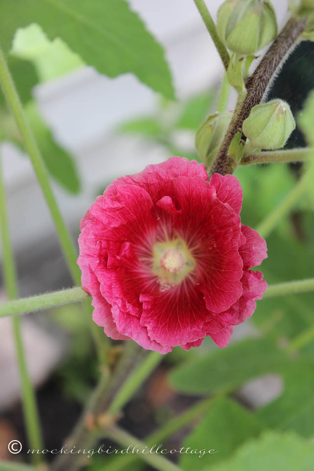 7-25 flower mallow