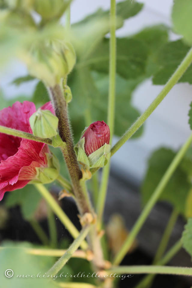 7-25 mallow bloom