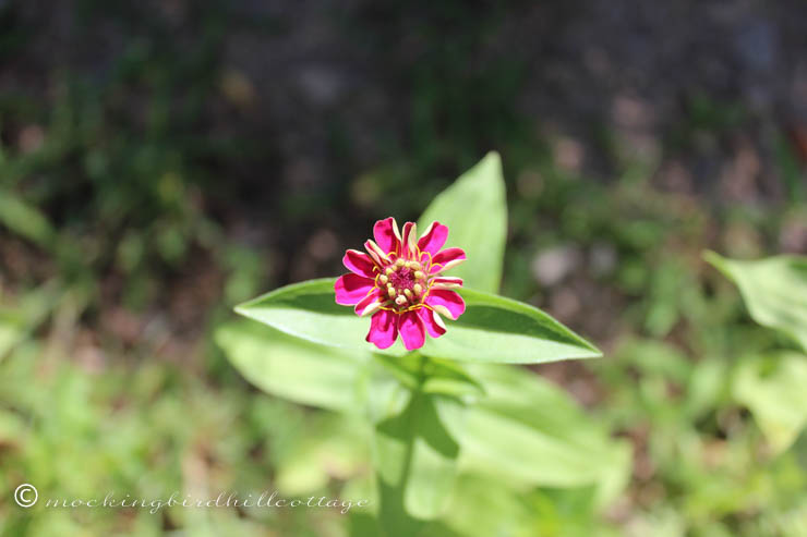 7-27 tiny zinnia